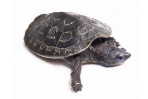 Dermatemys mawii
